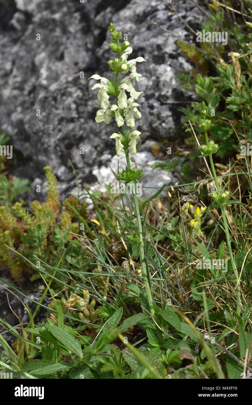 betony; woundwort; stiff hedgenettle; Stock Photo