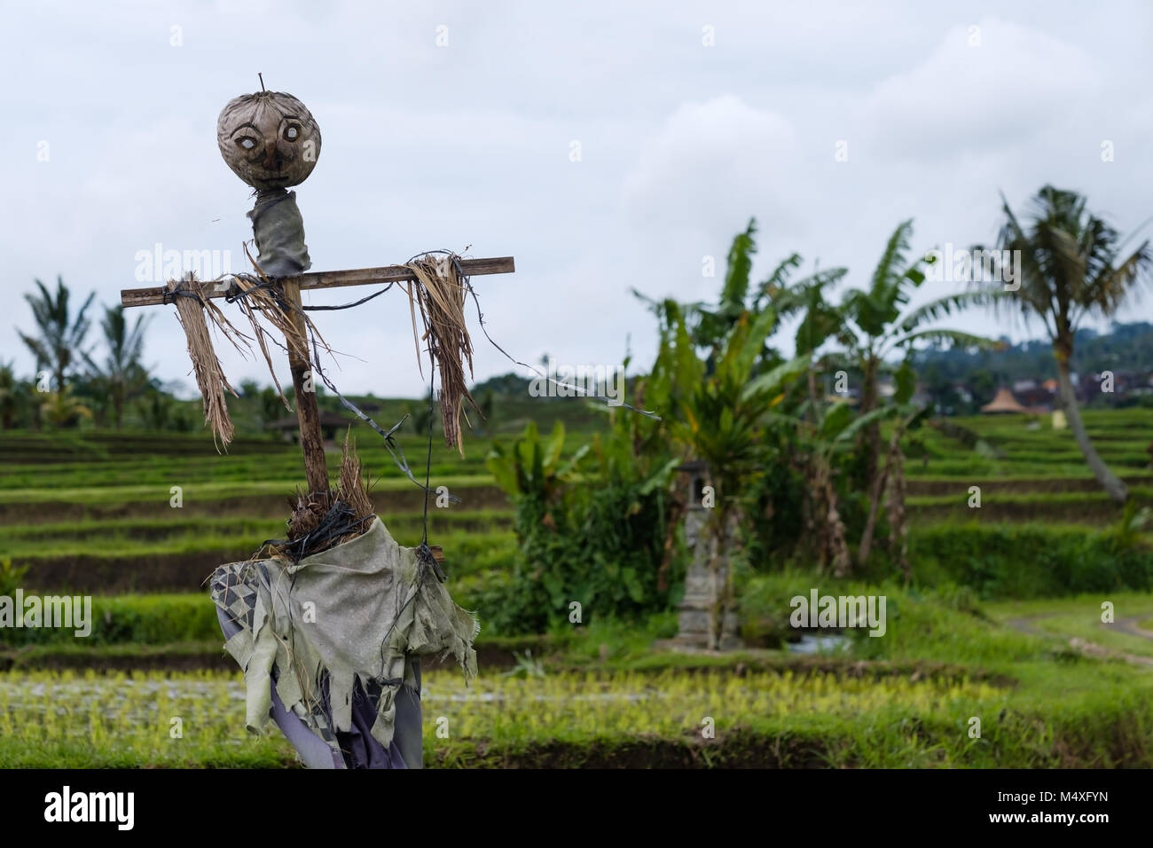 photo of scarecrow in field in Indonesia Stock Photo