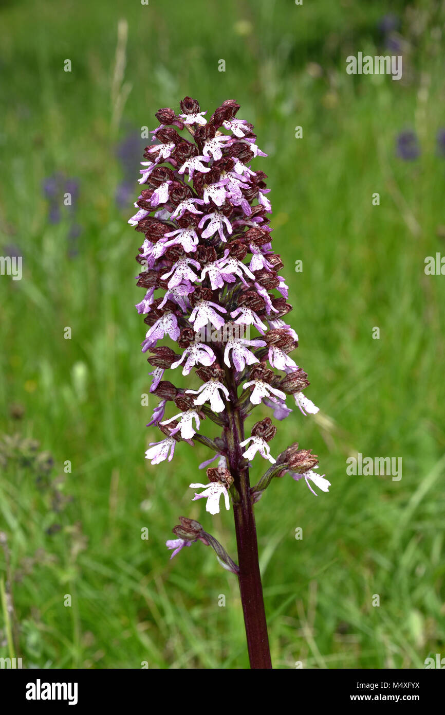 Orchid; Lady Orchid; Stock Photo