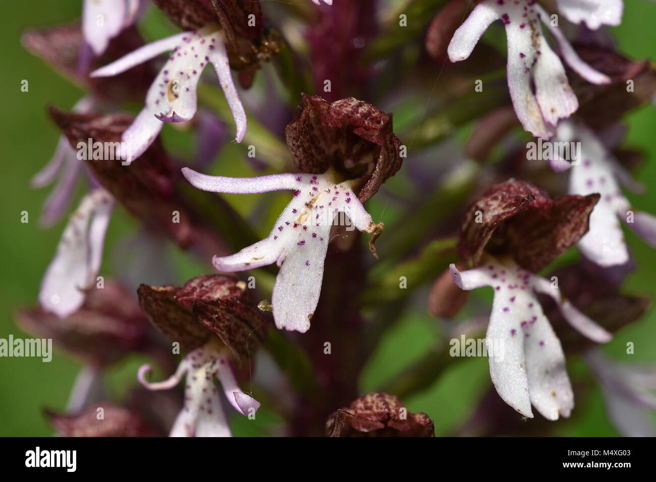 Orchid; Lady Orchid; Stock Photo