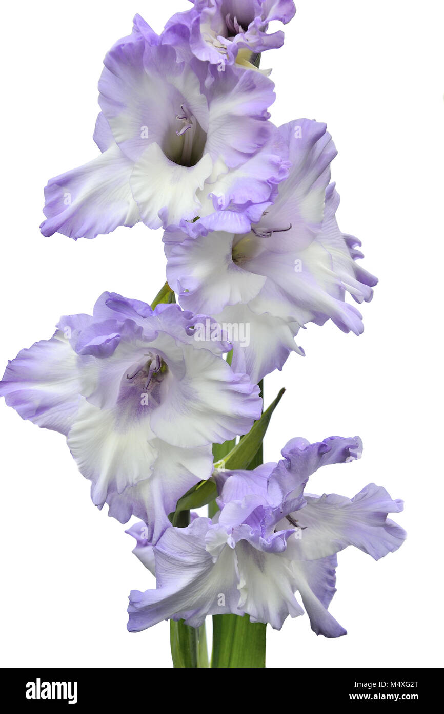 Elegant and gentle white gladiolus flower with lilac edges Stock Photo