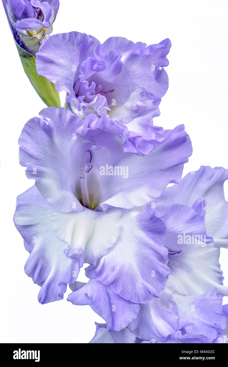 Elegant and gentle white with lilac edges gladiolus flower Stock Photo