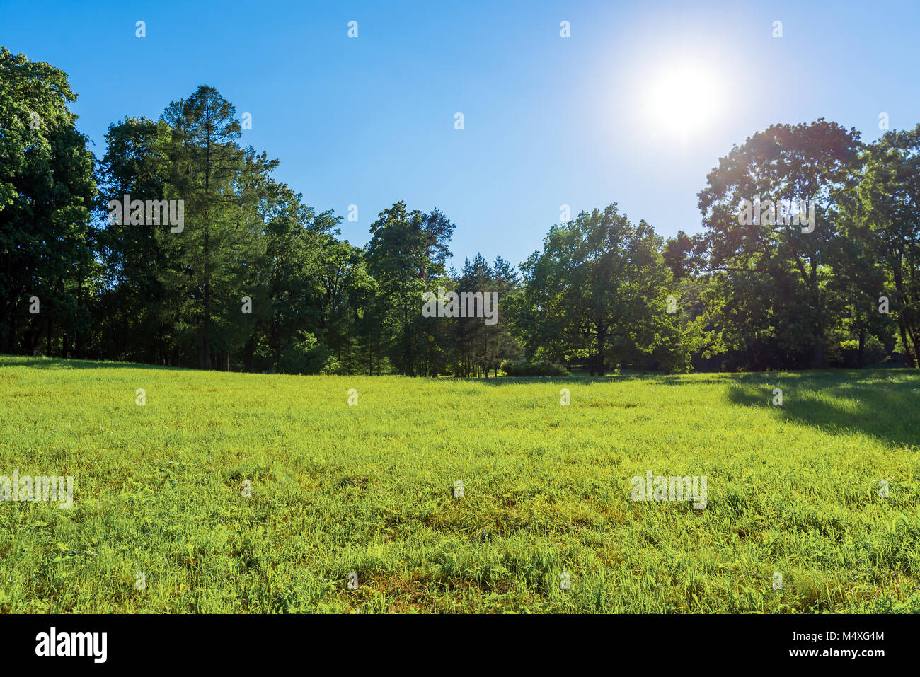 Green meadow trees hi-res stock photography and images - Alamy