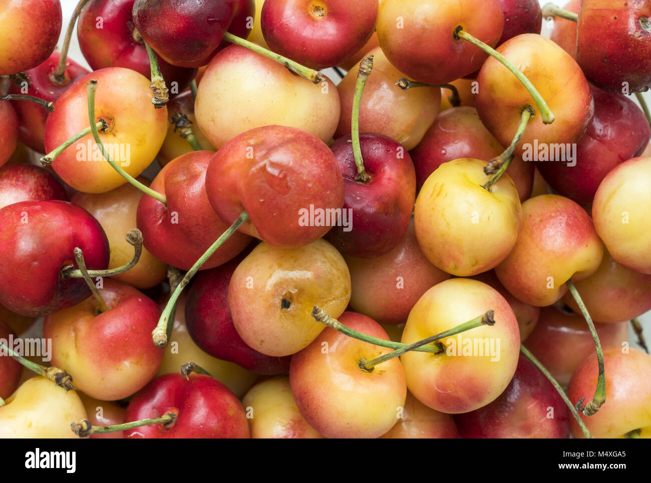 close up of freshly picked rainier cherry Stock Photo