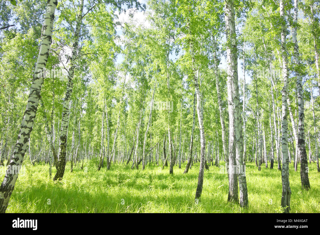 Forest birch hi-res stock photography and images - Alamy