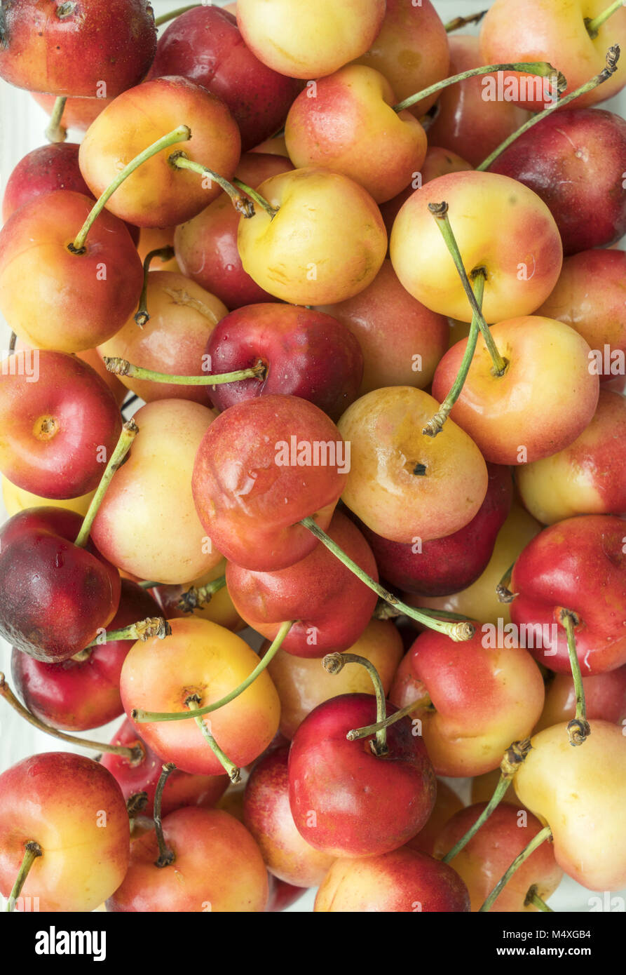 Close up of freshly picked rainier cherry Stock Photo