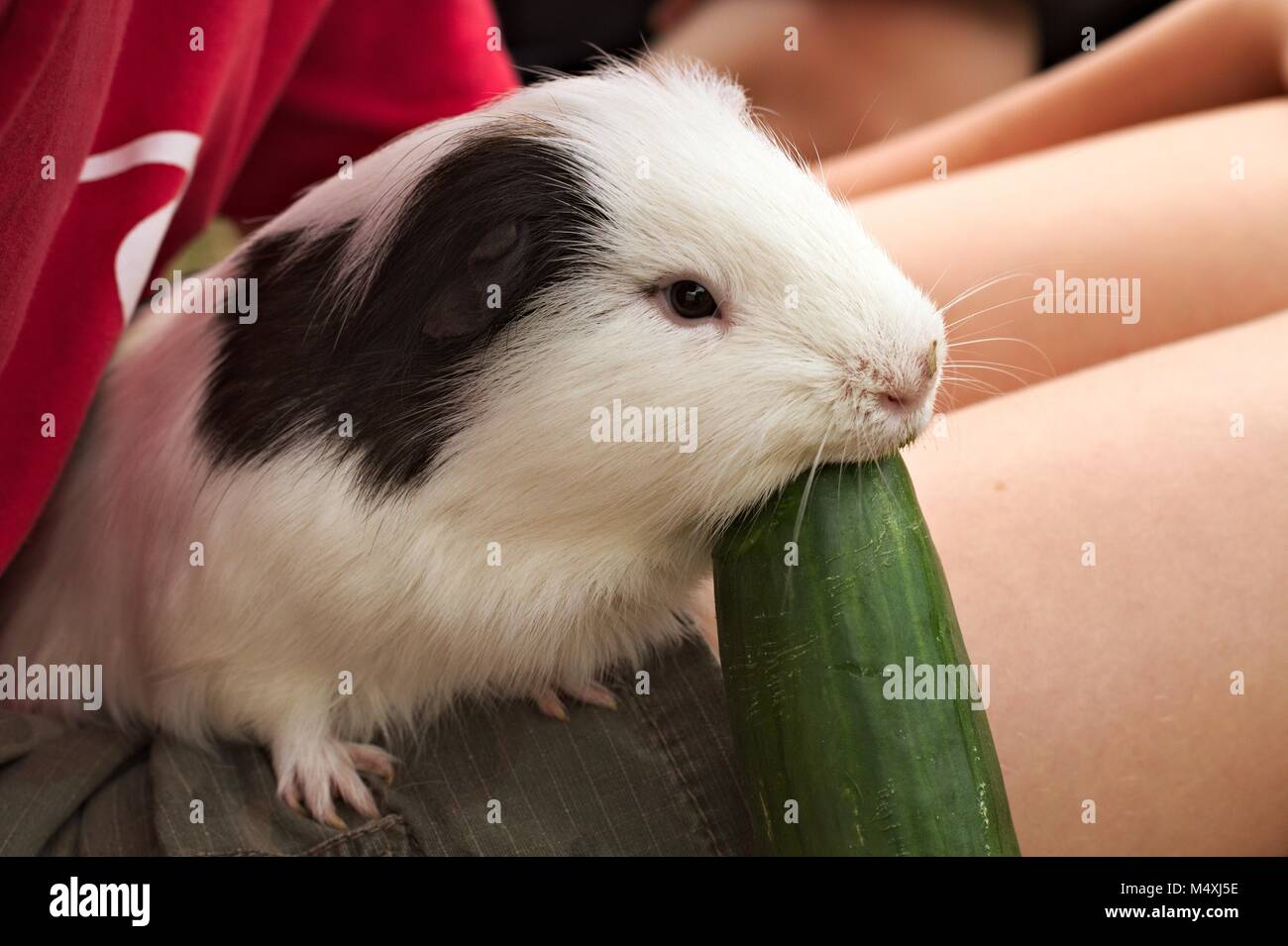 Black and white pet guinea pig sitting on a child's lap eating a large cucumber. Stock Photo