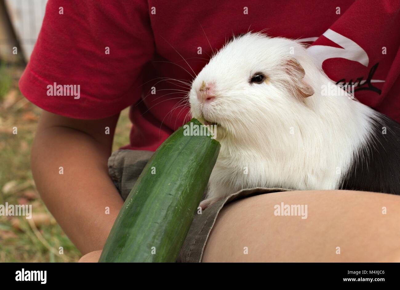 Black and white pet guinea pig sitting on a child's lap eating a large cucumber. Stock Photo