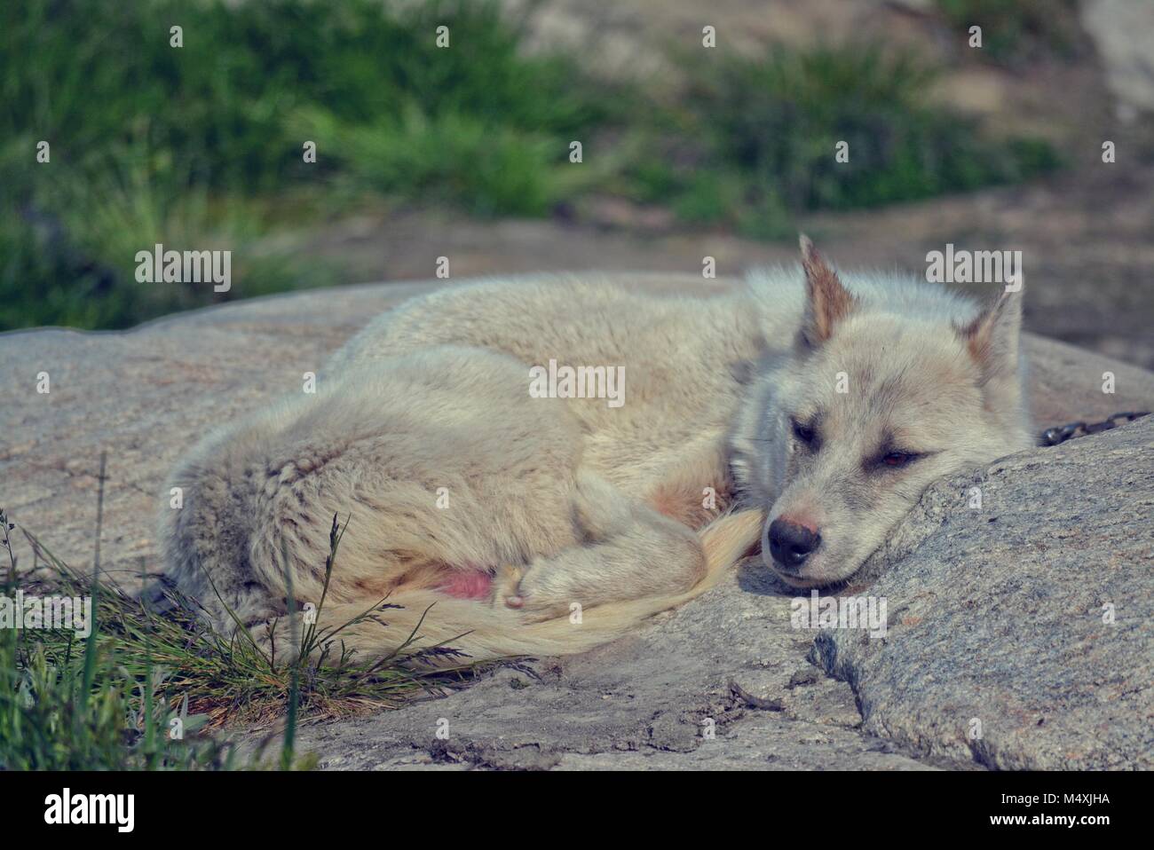 Greenland Huskies in Ilulissat, Greenland - chained greenlandic dog waiting relxing on a warm summer day in July Stock Photo
