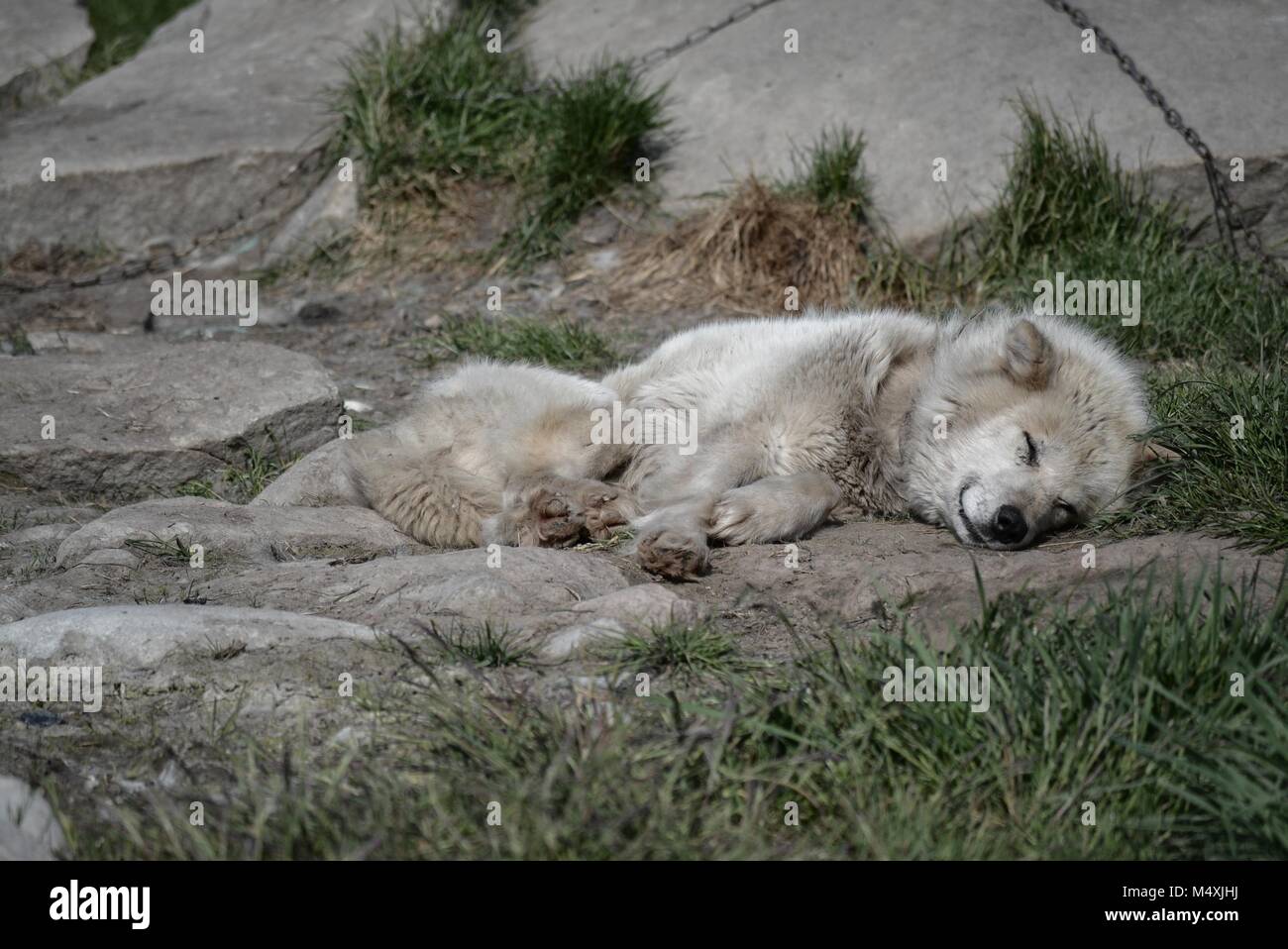 Greenland Huskies in Ilulissat, Greenland - chained greenlandic dog waiting relxing on a warm summer day in July Stock Photo