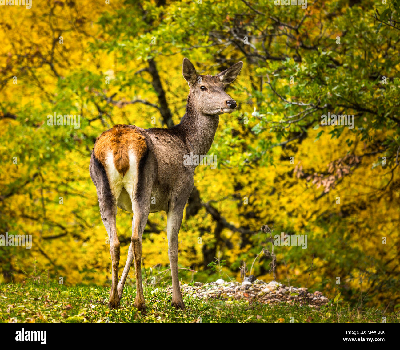 Shy female deer at the edge of the forest.  Abruzzo, Lazio and Molise National Park, Abruzzo, Italy, Europe Stock Photo
