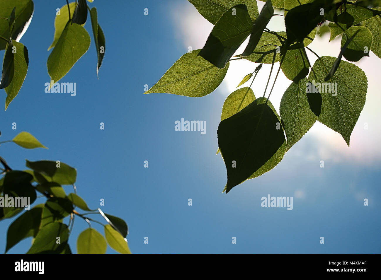 Green fresh leaves of trees on clear blue sky Stock Photo - Alamy