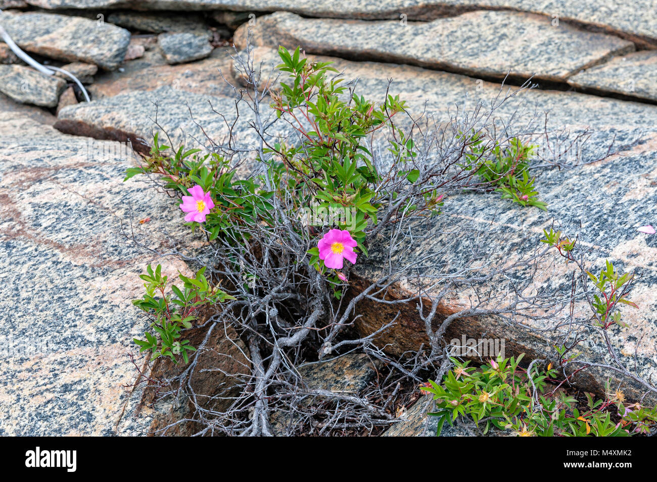 Beautiful wild roses growing in the rocks of Bay Stock Photo