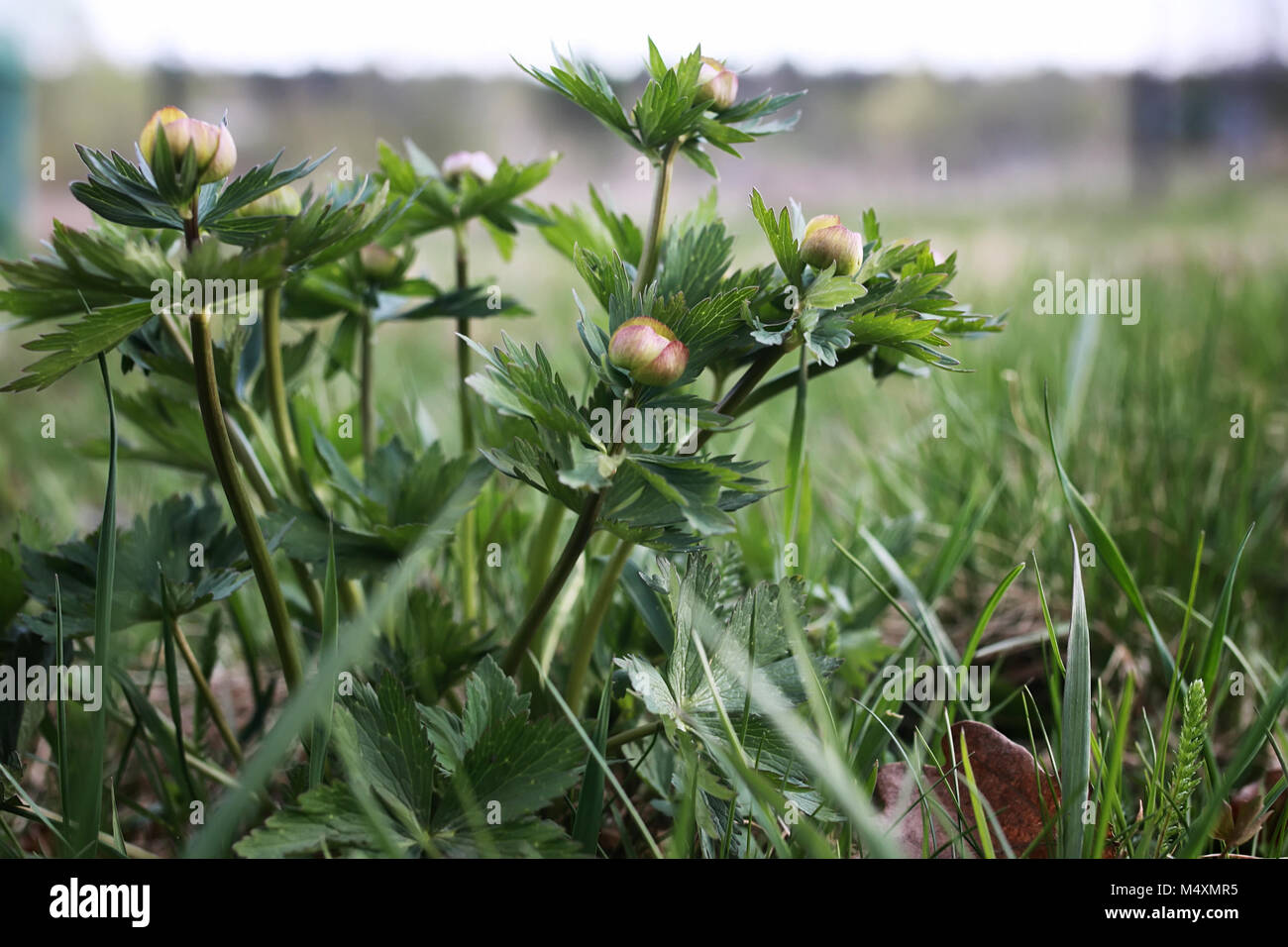 wild spring flower in a field Stock Photo - Alamy