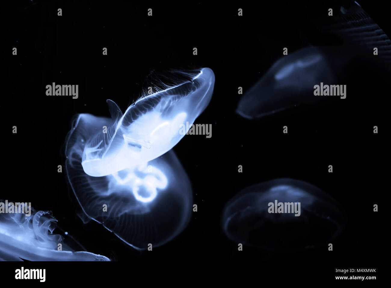 Blue jellyfish swim under water Stock Photo - Alamy