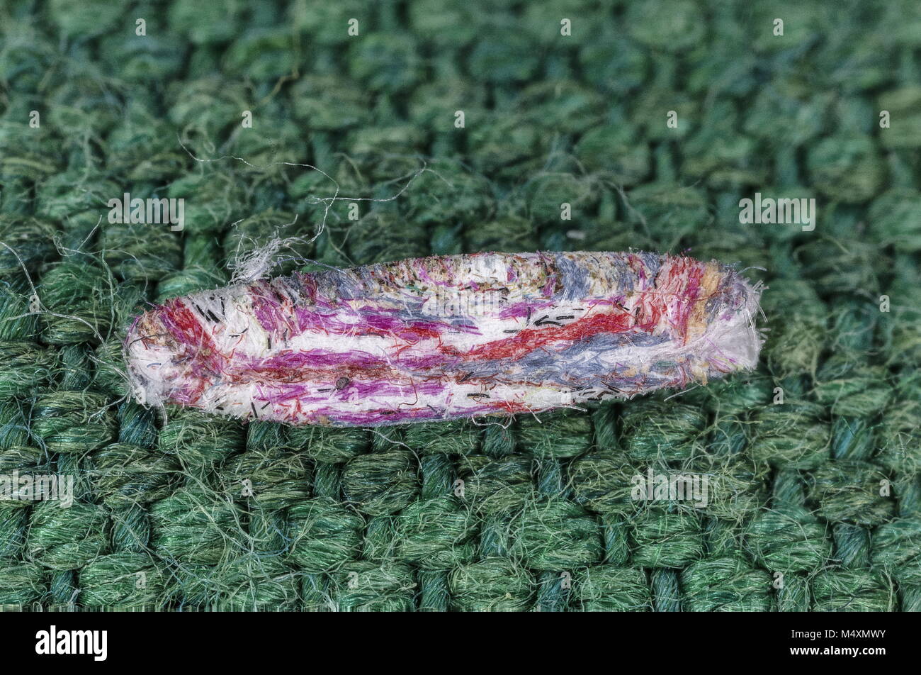 Larval case of Tinea pellionella, the case-bearing clothes moth made using multi-coloured merino wool. Stock Photo