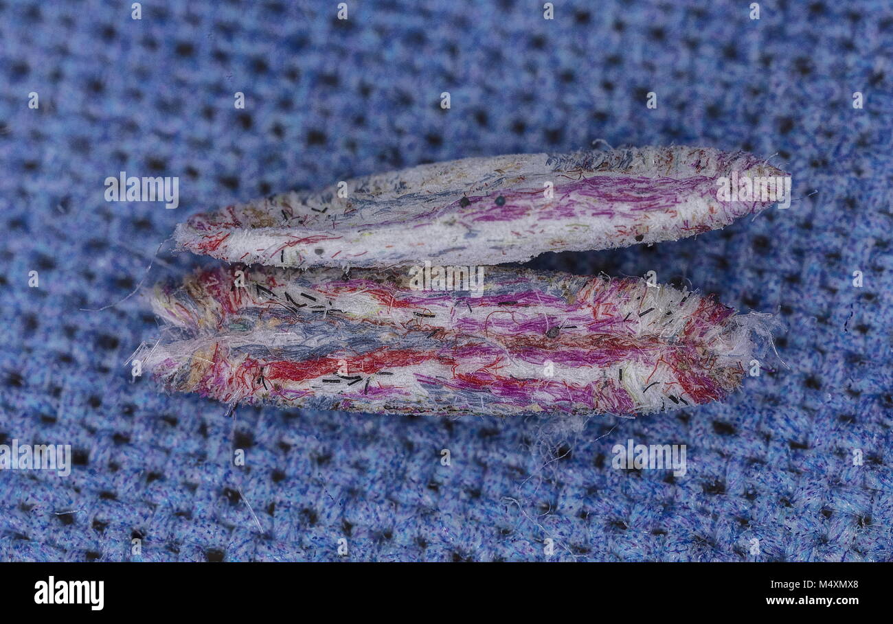 Larval case of Tinea pellionella, the case-bearing clothes moth made using multi-coloured merino wool. Stock Photo