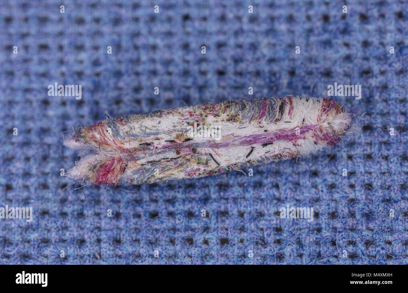 Larval case of Tinea pellionella, the casebearing clothes moth made