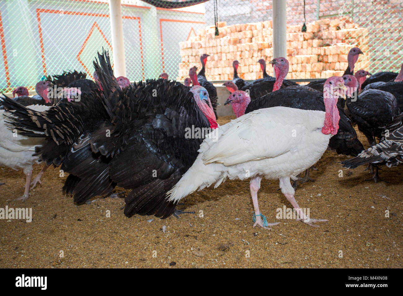 Turkey Fram on Savar Bangladesh Stock Photo Alamy