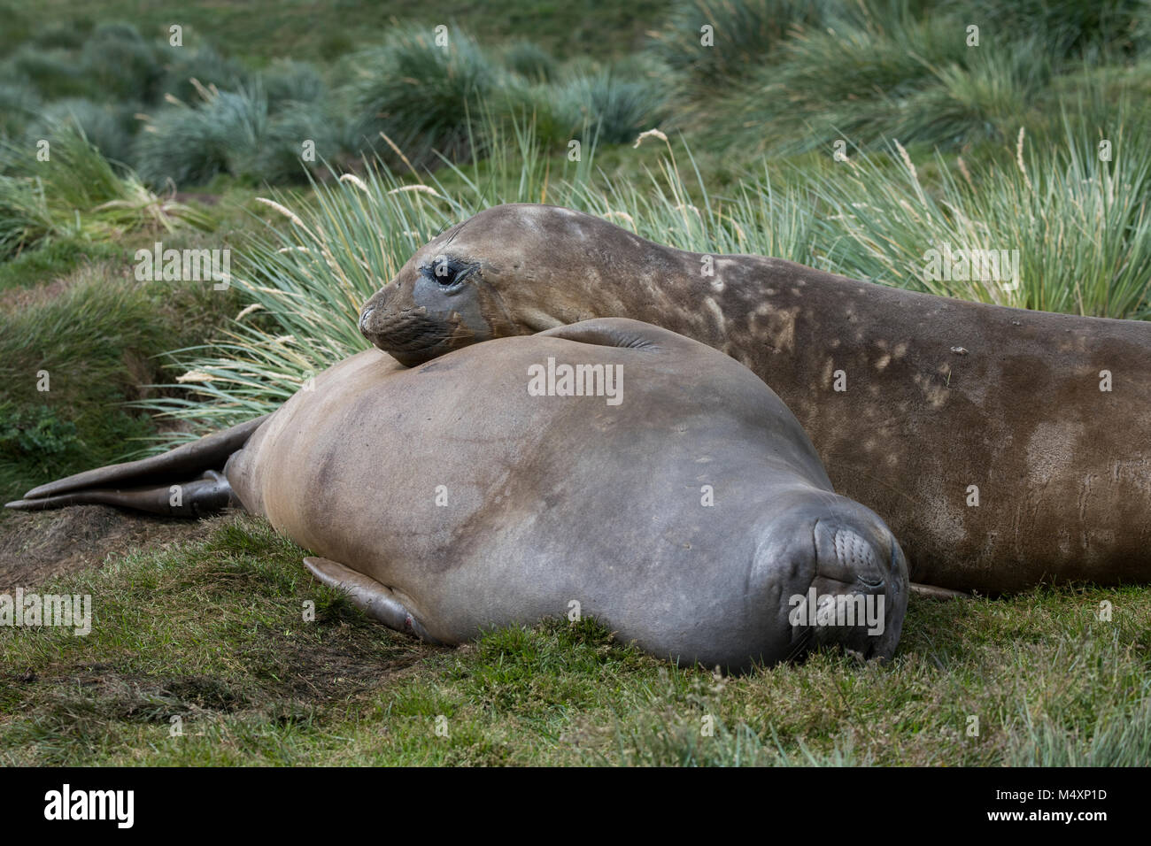 British territory, South Georgia. Historic whaling settlement of Grytviken. Female Southern elephant seals (Wild: Mirounga leonina) in tussock grass h Stock Photo