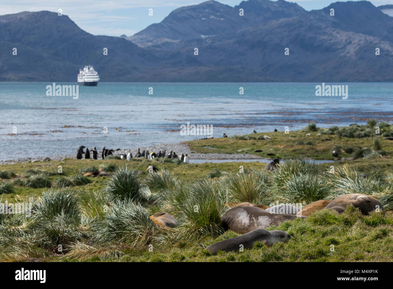 British territory, South Georgia. Historic whaling settlement of Grytviken. Female Southern elephant seals (Wild: Mirounga leonina) in tussock grass. Stock Photo