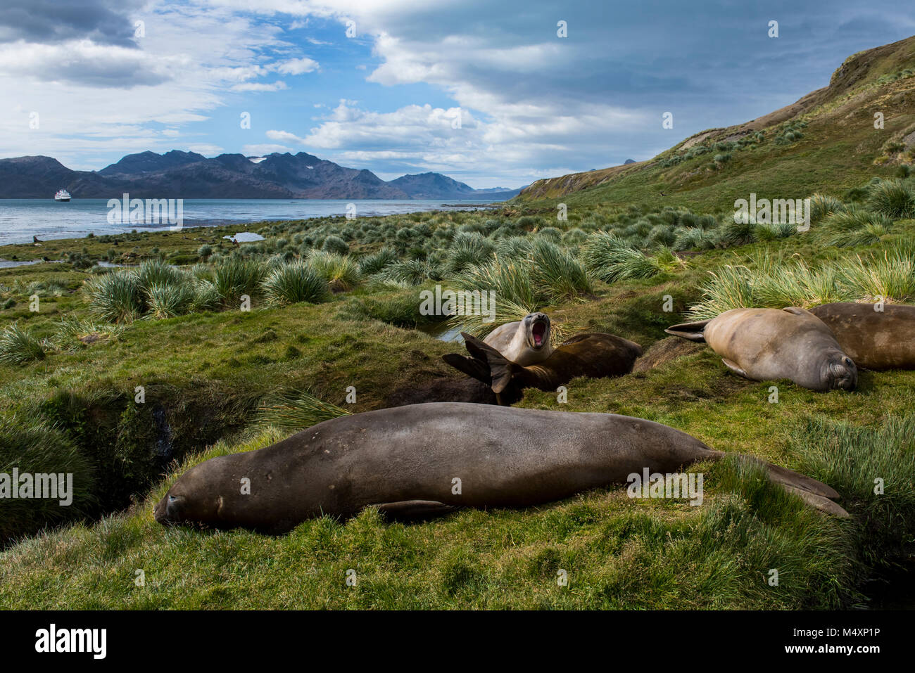 British territory, South Georgia, Grytviken. Female Southern elephant seals (Wild: Mirounga leonina) in tussock grass habitat with coastal view. Stock Photo