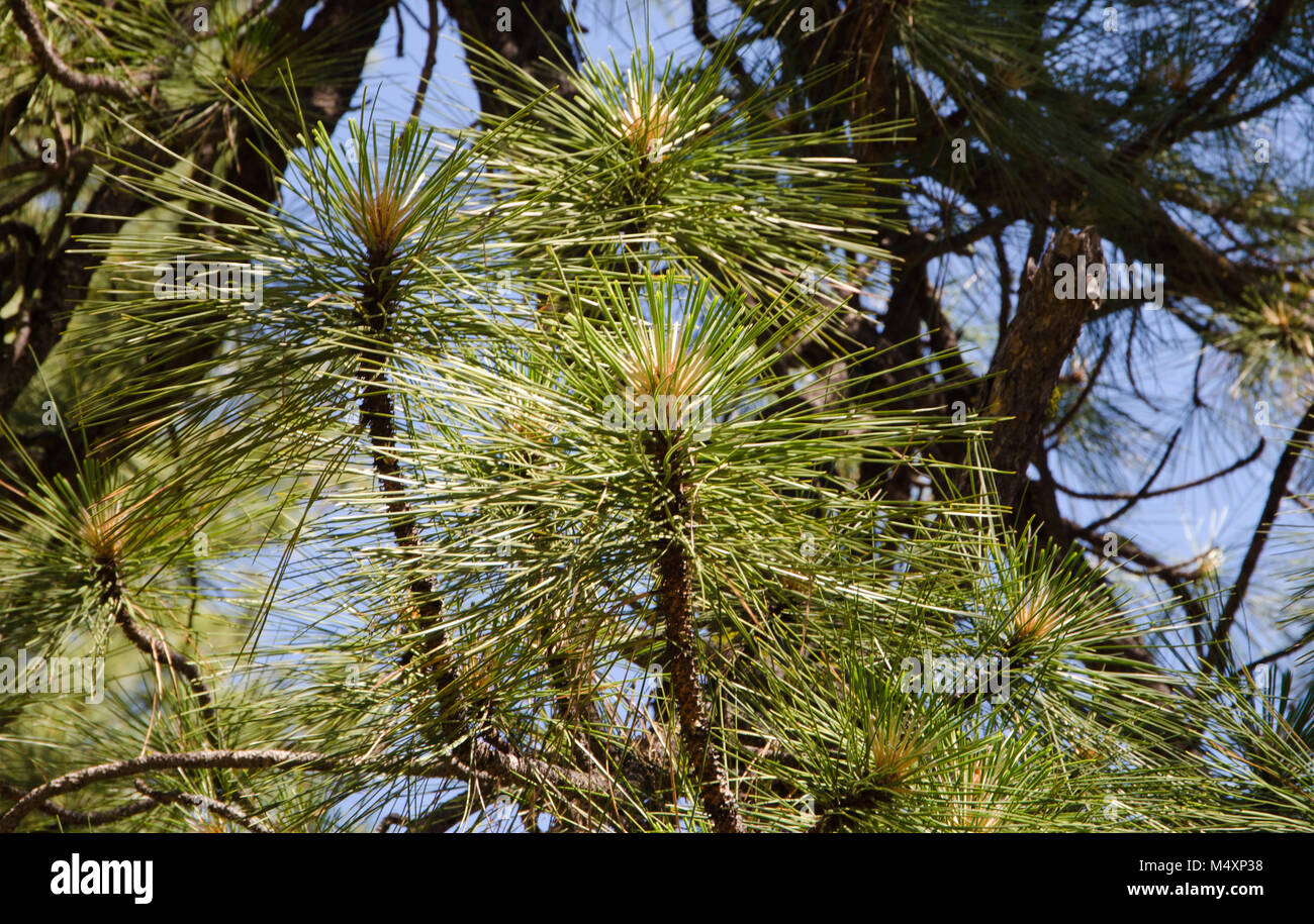 Ponderosa Pine Trees in Central Oregon near Bend Stock Photo Alamy