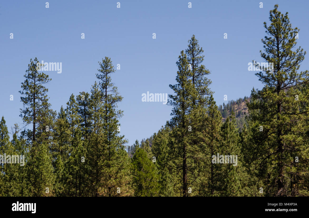 Old growth ponderosa pine trees hires stock photography and images Alamy