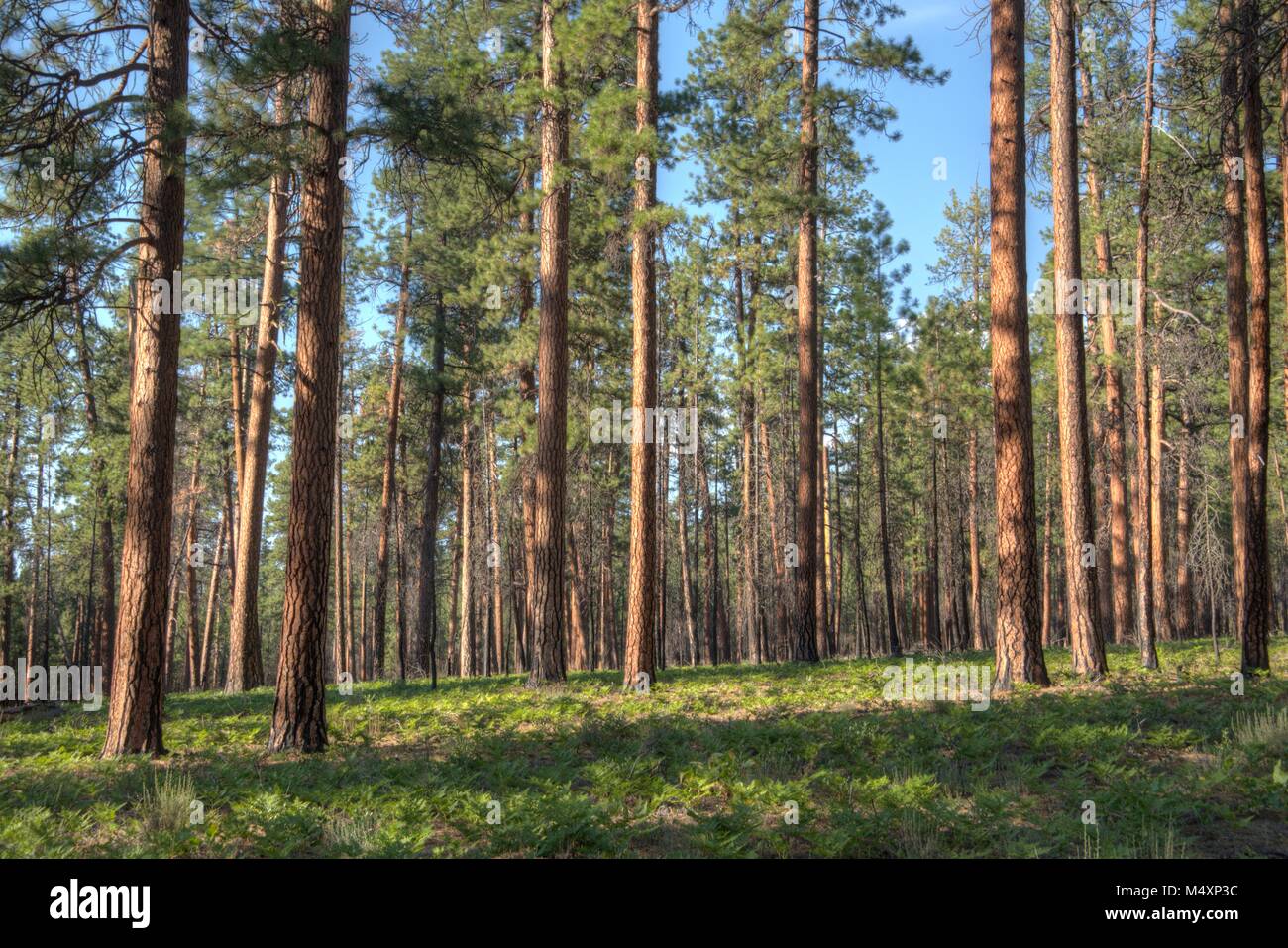 Ponderosa Pine Trees in Central Oregon near Bend Stock Photo Alamy