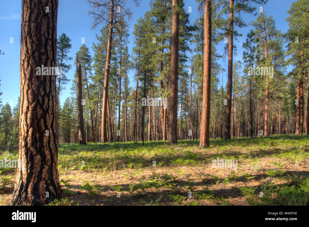 Ponderosa Pine Trees in Central Oregon near Bend Stock Photo ...