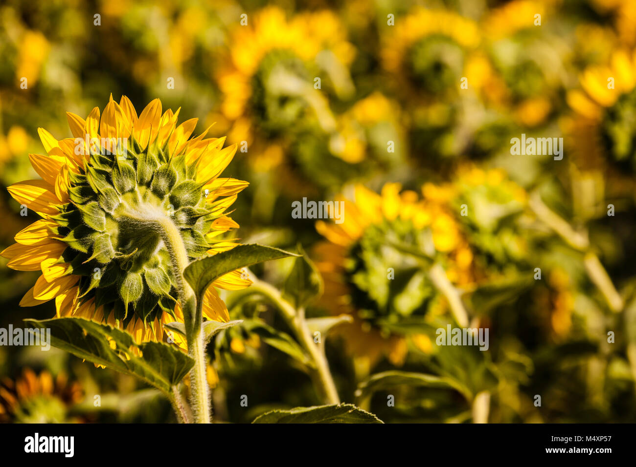 Sunflower Maze Lyman Orchards Middlefield, Connecticut, USA Stock Photo Alamy