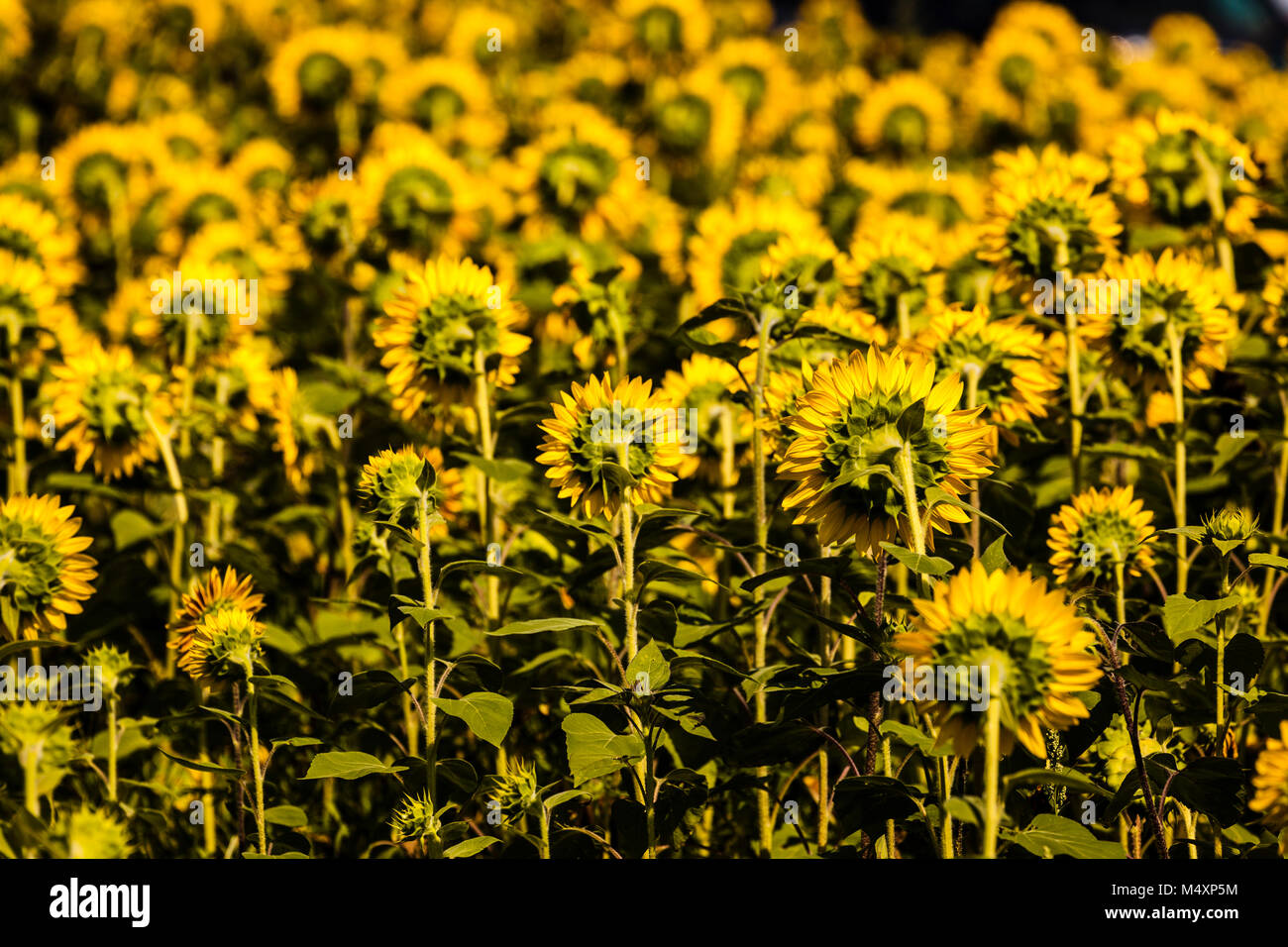 Sunflower Maze Lyman Orchards Middlefield, Connecticut, USA Stock Photo