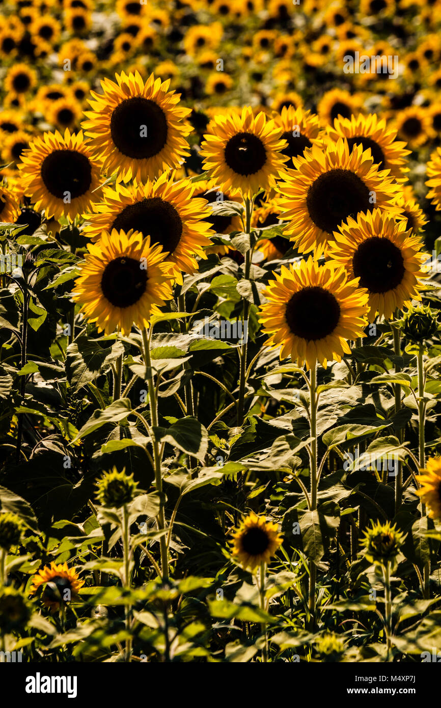 Sunflower Maze Lyman Orchards Middlefield, Connecticut, USA Stock Photo Alamy