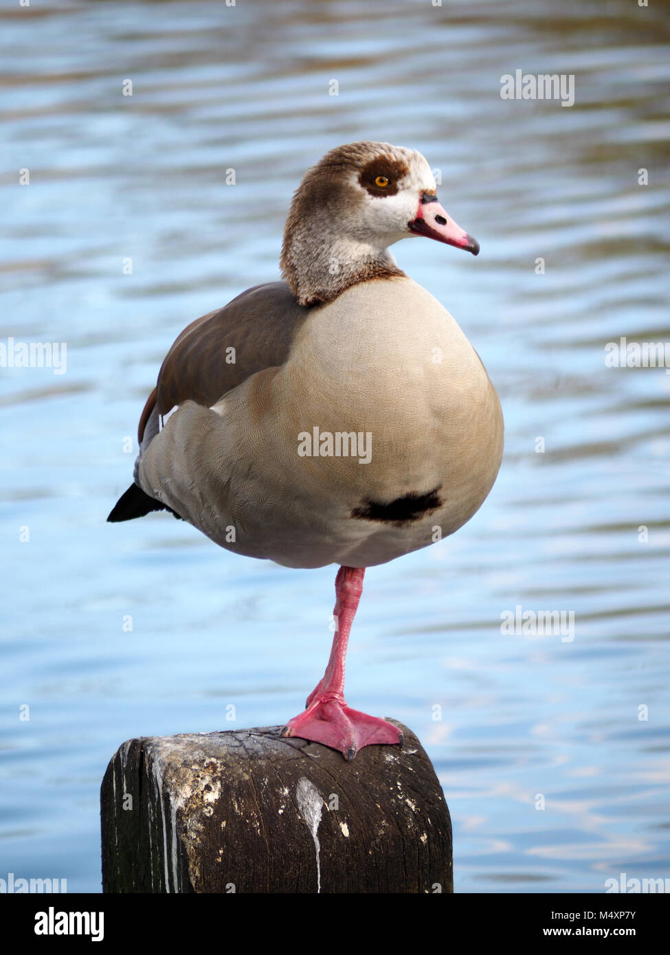 Close-up view of a bird standing on one leg Stock Photo