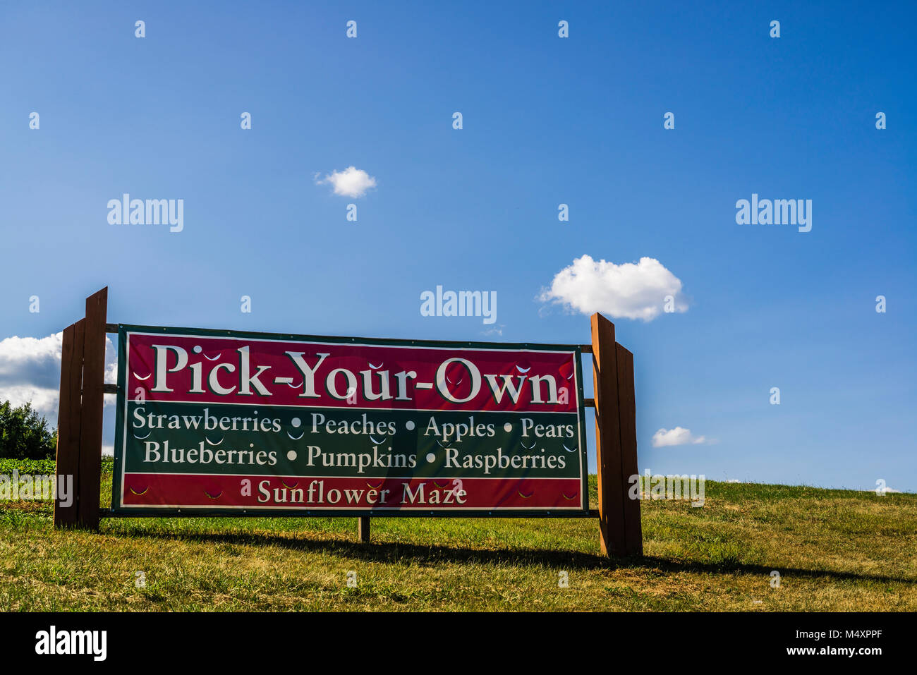 Sunflower Maze Lyman Orchards Middlefield, Connecticut, USA Stock Photo Alamy