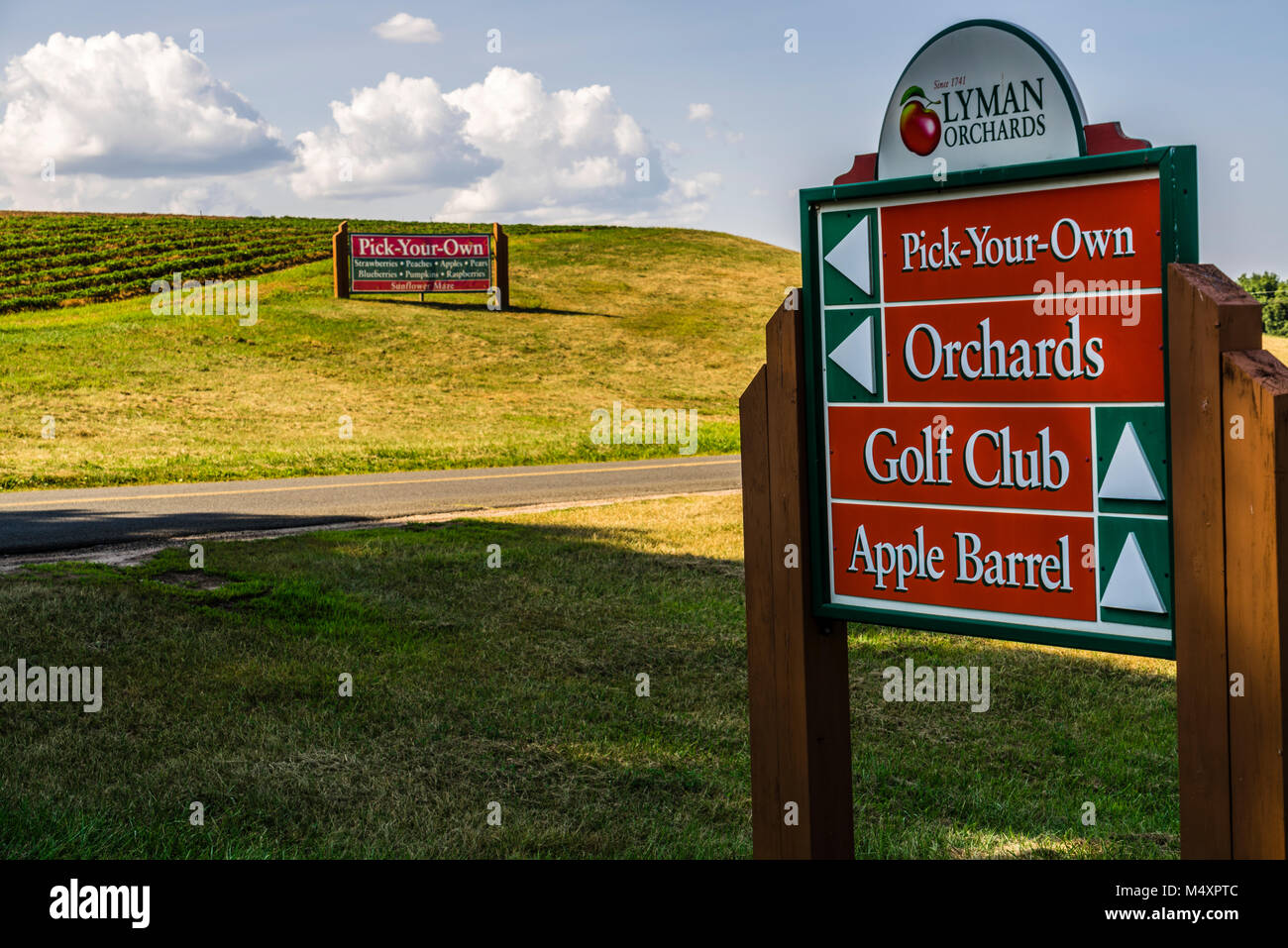 Sunflower Maze Lyman Orchards Middlefield, Connecticut, USA Stock Photo Alamy