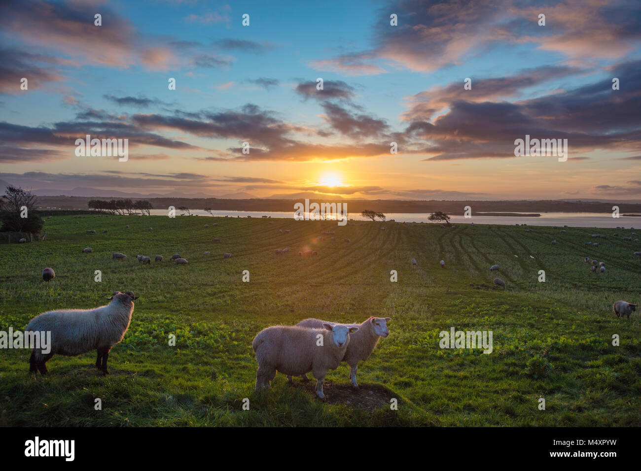 Sheep and sunset over the River Moy, County Sligo, Ireland. Stock Photo