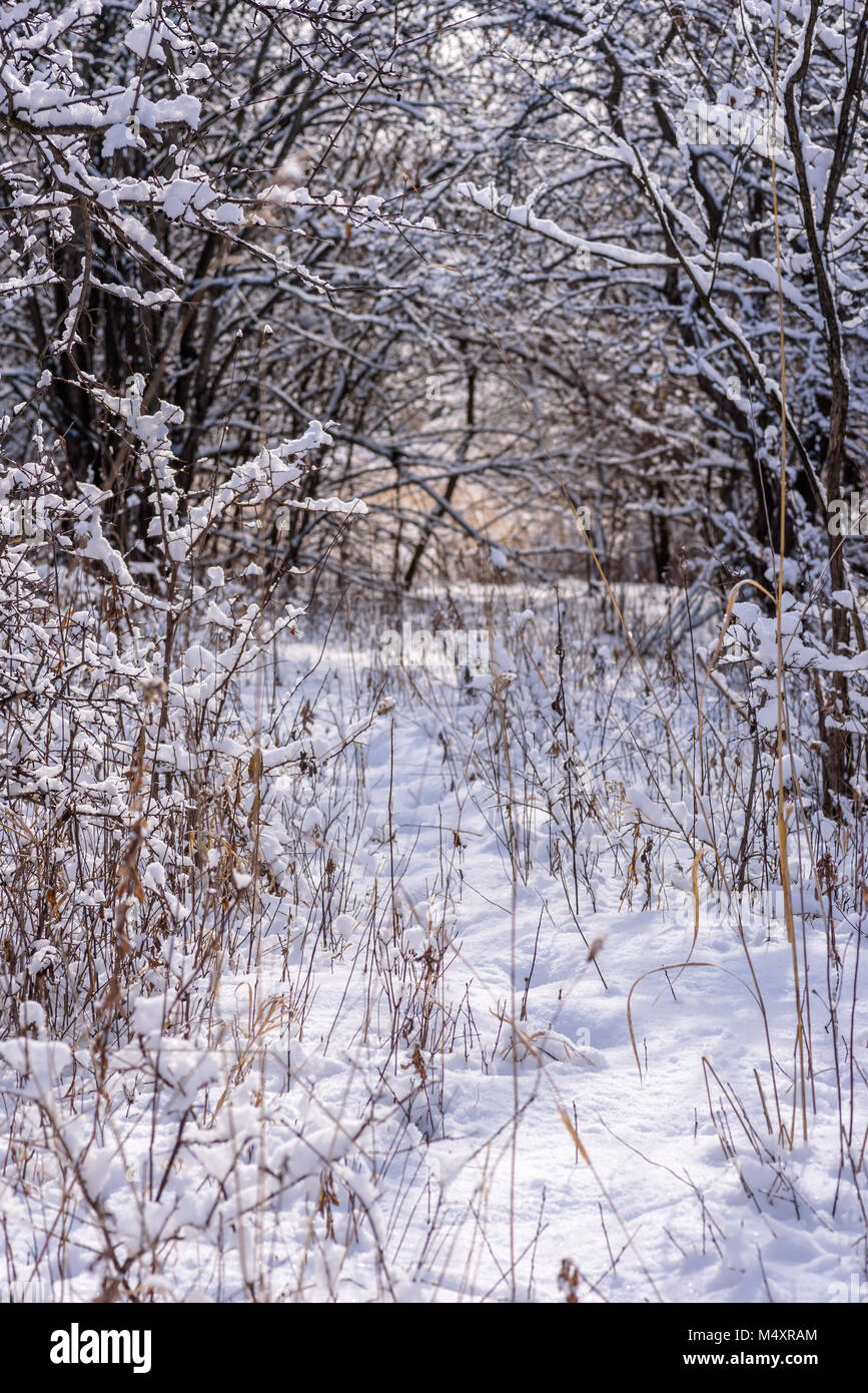 fresh fluffy snow on tree branch in morning light Stock Photo