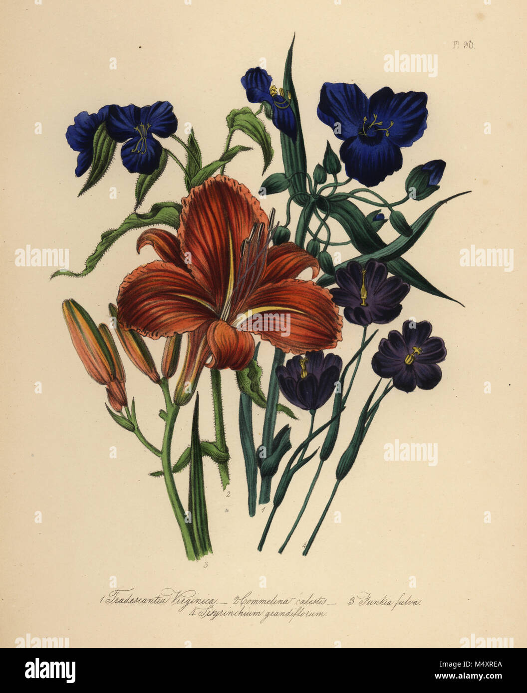 Common spiderwort, Tradescantia virginica, sky-blue commelin, Commelina caelestis, copper-coloured day lily, Funkia fulva, and large-flowered sisyrinchium, Sisyrinchium grandiflorum. Handfinished chromolithograph by Henry Noel Humphreys after an illustration by Jane Loudon from Mrs. Jane Loudon's Ladies Flower Garden of Ornamental Perennials, William S. Orr, London, 1849. Stock Photo