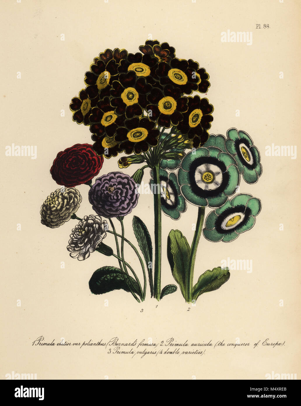 Burnard's formosa, Primula elatior polyanthus, Conqueror of Europe auricula, Primula auricula, and common primrose, Primula vulgaris.  Handfinished chromolithograph by Henry Noel Humphreys after an illustration by Jane Loudon from Mrs. Jane Loudon's Ladies Flower Garden of Ornamental Perennials, William S. Orr, London, 1849. Stock Photo