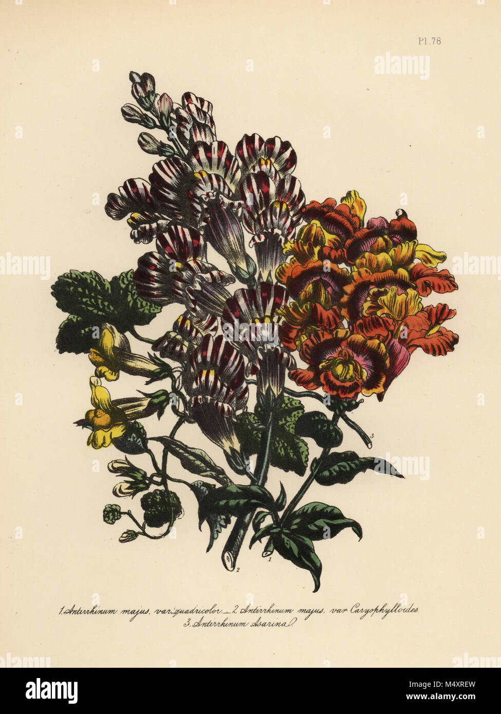 Four-coloured snapdragon, Antirrhinum majus quadricolor, carnation-flowered snapdragon, A. majus caryophylloides, and heart-shaped snapdragon, A. asarina. Handfinished chromolithograph by Henry Noel Humphreys after an illustration by Jane Loudon from Mrs. Jane Loudon's Ladies Flower Garden of Ornamental Perennials, William S. Orr, London, 1849. Stock Photo