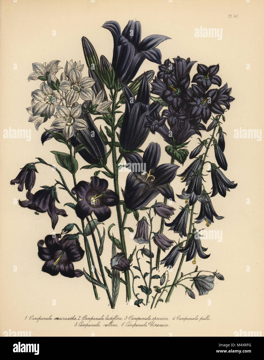 Large-flowered campanula, Campanula macrantha, milk-flowered campanula, C. lactiflora, showy bellflower, C. speciosa, dark-coloured campanula, C. pulla, hill campanula, C. collina, and Ukraine campanula, C. ucranica. Handfinished chromolithograph by Henry Noel Humphreys after an illustration by Jane Loudon from Mrs. Jane Loudon's Ladies Flower Garden of Ornamental Perennials, William S. Orr, London, 1849. Stock Photo