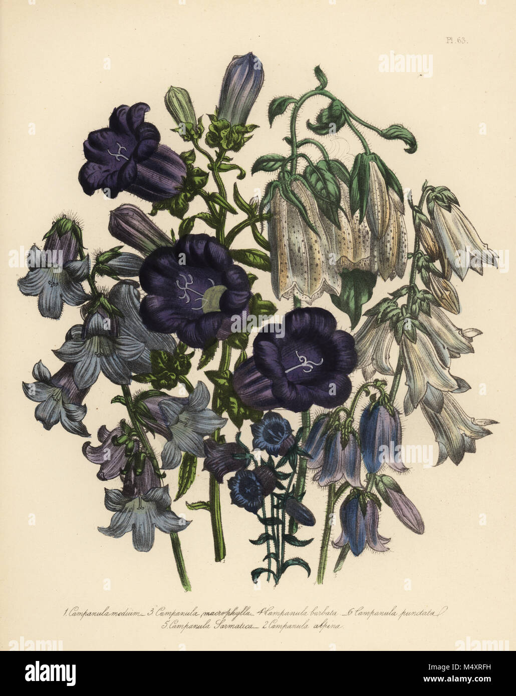 Canterbury bell, Campanula medium, alpine bellflower, C. alpina, large ...