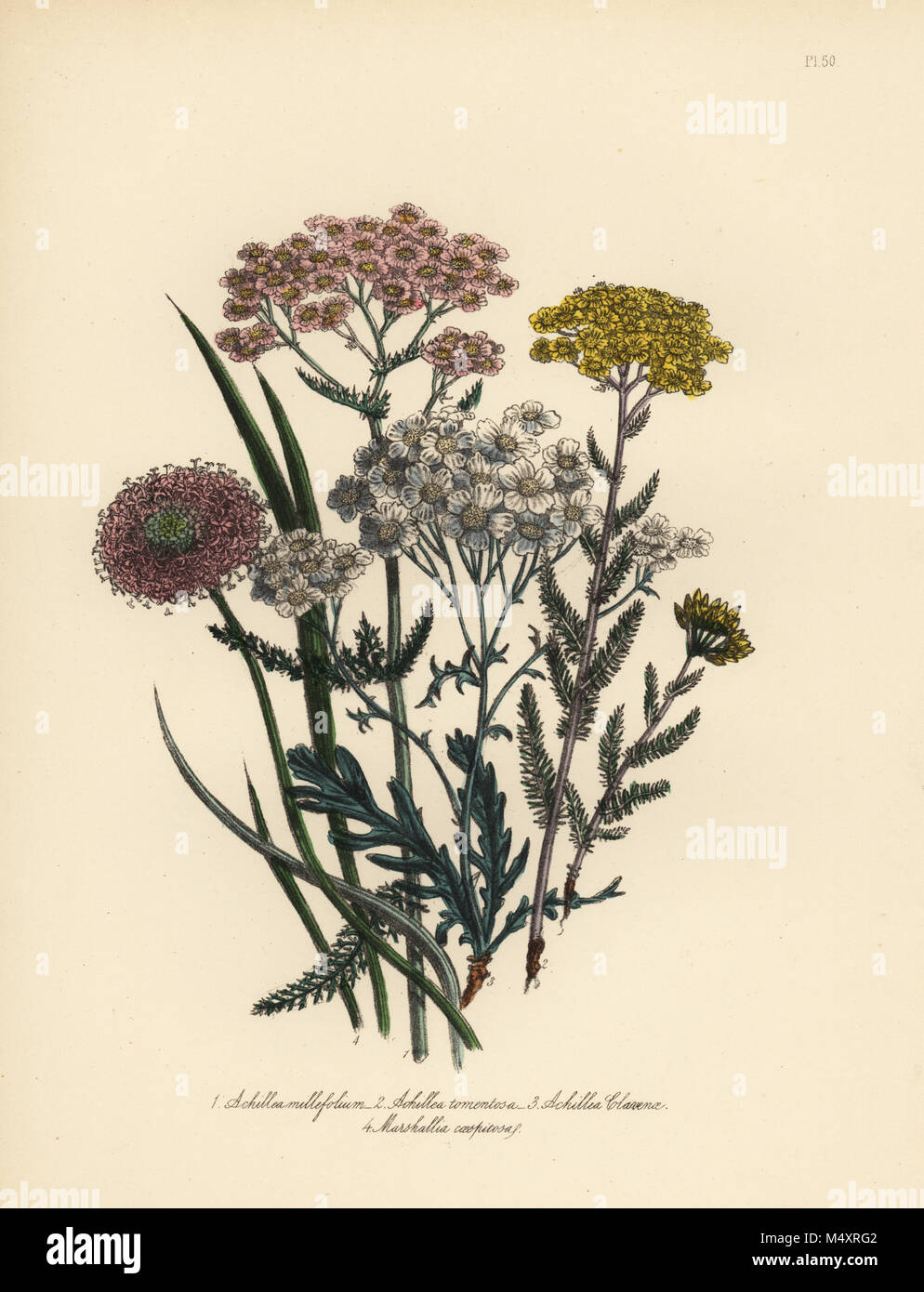Pink-flowered milfoil, Achillea milfolium, golden yarrow, Achillea tomentosa, Clavena's silvery-leaved milfoil, Achillea clavenae, and tufted marshallia, Marshallia caespitosa. Handfinished chromolithograph by Henry Noel Humphreys after an illustration by Jane Loudon from Mrs. Jane Loudon's Ladies Flower Garden of Ornamental Perennials, William S. Orr, London, 1849. Stock Photo