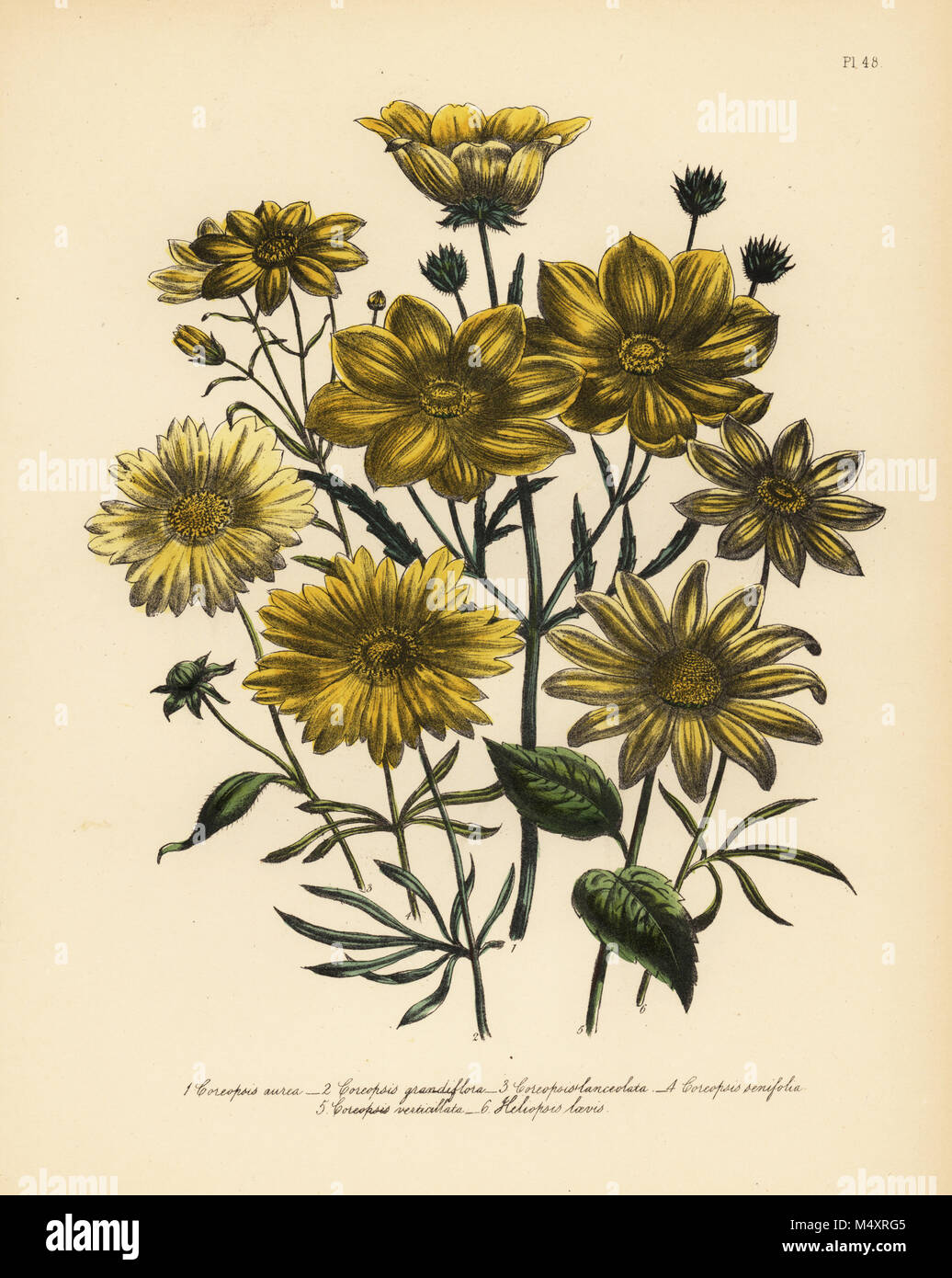 Golden coreopsis, Coreopsis aurea, large-flowered coreopsis, C. grandiflora, lanceolate-leaved coreopsis, C. lanceolata, six-leaved coreopsis, C. senifolia, whorl-leaved coreopsis, C. verticillata, and smooth-leaved heliopsis, Heliopsis laevis. Handfinished chromolithograph by Henry Noel Humphreys after an illustration by Jane Loudon from Mrs. Jane Loudon's Ladies Flower Garden of Ornamental Perennials, William S. Orr, London, 1849. Stock Photo