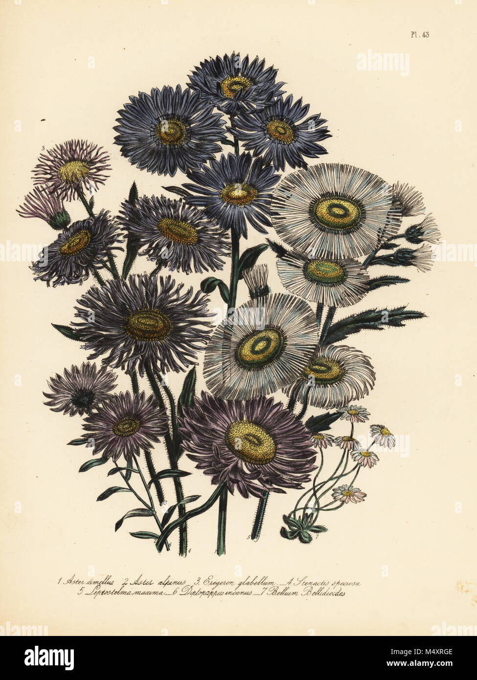 Italian michaelmas daisy, Aster amellus, alpine aster, Aster alpinus, smooth-leaved fleabane, Erigeron glabellum, showy fleabane, Stenactis speciosa, great Mexican daisy, Leptostelma maxima, hoary Californian aster, Diplopappus incarnus, and common lesser daisy, Bellium bellinoides. Handfinished chromolithograph by Henry Noel Humphreys after an illustration by Jane Loudon from Mrs. Jane Loudon's Ladies Flower Garden of Ornamental Perennials, William S. Orr, London, 1849. Stock Photo
