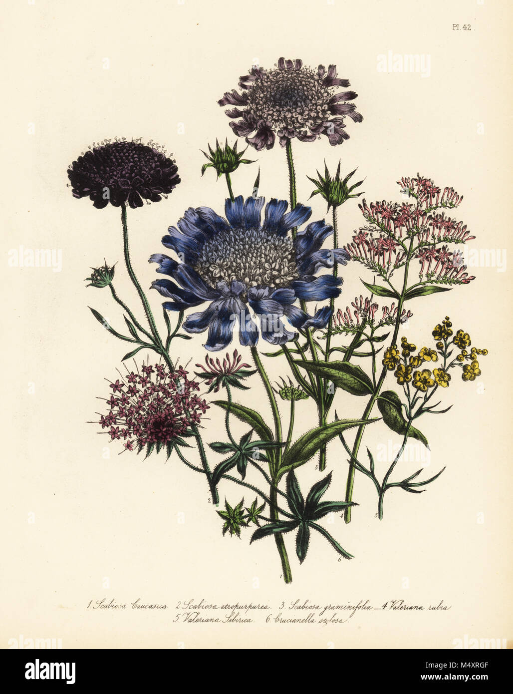 Caucasian scabious, Scabiosa caucasia, common sweet scabious, Scabiosa atropurpurea, grass-leaved scabious, Scabiosa graminifolia, Valeriana rubra, Siberian valerian, V. sibirica, and long-styled crosswort, Crucianella stilosa. Handfinished chromolithograph by Henry Noel Humphreys after an illustration by Jane Loudon from Mrs. Jane Loudon's Ladies Flower Garden of Ornamental Perennials, William S. Orr, London, 1849. Stock Photo