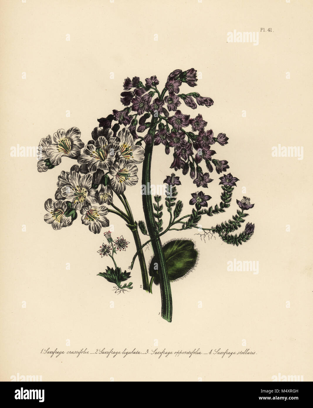 Thick-leaved saxifrage, Saxifragus crassifolia, Nepaul saxifrage, Saxifragus ligulata, Saxifragus appositifolia and Saxifragus stellaris. Handfinished chromolithograph by Henry Noel Humphreys after an illustration by Jane Loudon from Mrs. Jane Loudon's Ladies Flower Garden of Ornamental Perennials, William S. Orr, London, 1849. Stock Photo