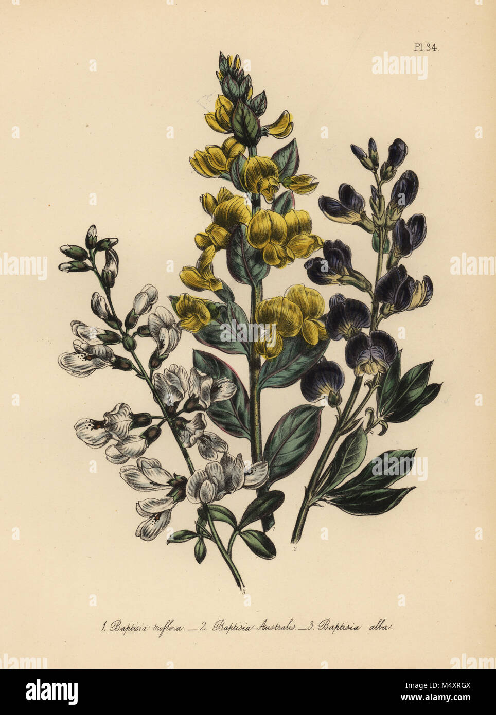 Three-flowered rafnia, Rafnia triflora, Baptisia australis, and white baptisia, Baptisia alba. Handfinished chromolithograph by Henry Noel Humphreys after an illustration by Jane Loudon from Mrs. Jane Loudon's Ladies Flower Garden of Ornamental Perennials, William S. Orr, London, 1849. Stock Photo