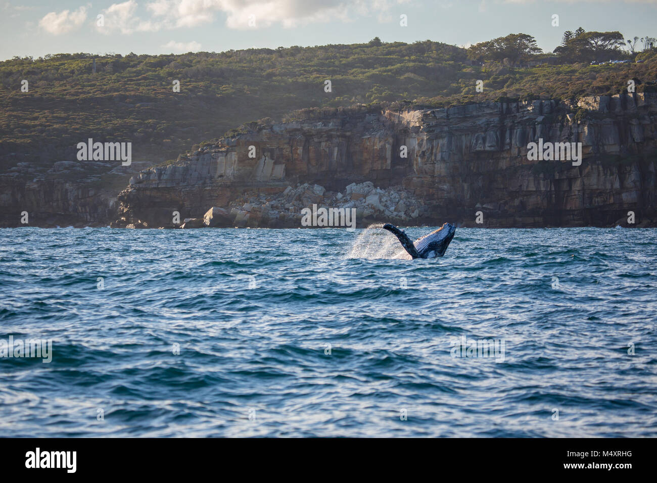 Humpback whale breaches off Sydney Heads, Sydney, Australia Stock Photo